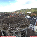 13_40-nest.jpg