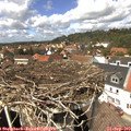 13_50-nest.jpg