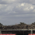 14_15-mast.jpg