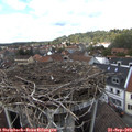14_25-nest.jpg