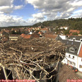 14_30-nest.jpg