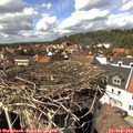 14_50-nest.jpg
