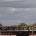 14_55-mast.jpg