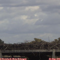 15_00-mast.jpg