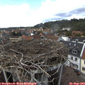 15_15-nest.jpg