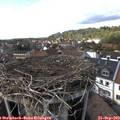 15_30-nest.jpg