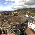 15_35-nest.jpg