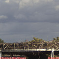 15_50-mast.jpg