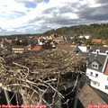 15_50-nest.jpg