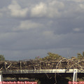 15_55-mast.jpg