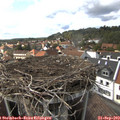16_00-nest.jpg