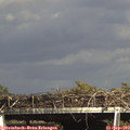 16_10-mast.jpg