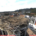 16_50-nest.jpg