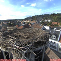 17_05-nest.jpg