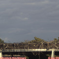 17_10-mast.jpg