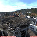 17_10-nest.jpg