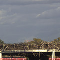 17_15-mast.jpg