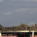 17_20-mast.jpg