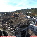 17_20-nest.jpg