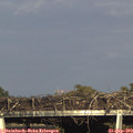 17_25-mast.jpg