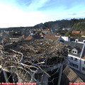 17_25-nest.jpg