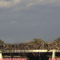 17_30-mast.jpg