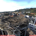 17_30-nest.jpg