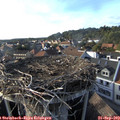17_35-nest.jpg