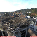 17_40-nest.jpg
