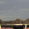 17_45-mast.jpg