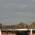 17_50-mast.jpg