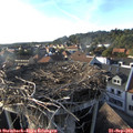 17_50-nest.jpg