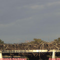 17_55-mast.jpg