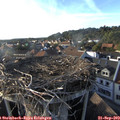 18_00-nest.jpg