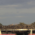 18_05-mast.jpg