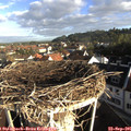 08_20-nest.jpg