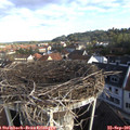 08_30-nest.jpg