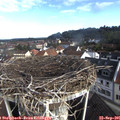 08_50-nest.jpg