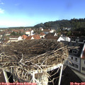09_00-nest.jpg