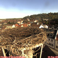 09_05-nest.jpg