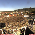 09_55-nest.jpg