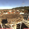 10_20-nest.jpg