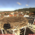 10_30-nest.jpg