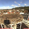10_40-nest.jpg
