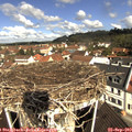 10_50-nest.jpg