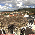 11_05-nest.jpg