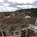 11_10-nest.jpg