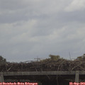 11_15-mast.jpg