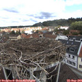 11_25-nest.jpg