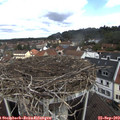 11_30-nest.jpg